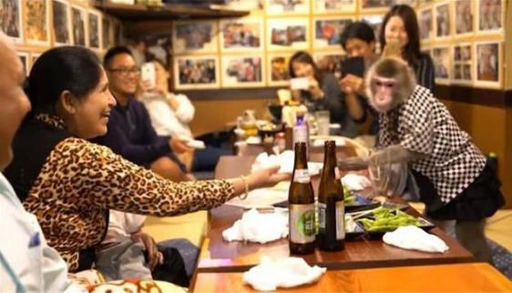 日本最火爆的餐厅之一 猴子当服务生，报酬只要香蕉-九美库
